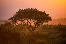 Marula Tree Silhouetted At Sunset