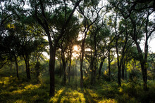 Sunlight Filtering Through A Tamboti Tree Forest