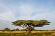 © Peter - Flat crown albizia tree in summer grassland
