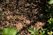 common red ants nest on the soil with lots of workers and ant larvae and entrances to the underground nest