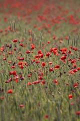 Sticker - grain field with poppy