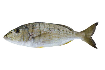 Striped seabream fish isolated on a white background with free space for text