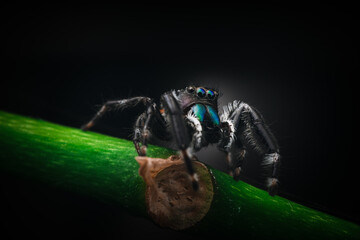 Poster - Closeup shot of a brilliant jumping spider on a black background