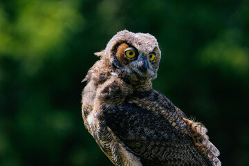 Poster - Closeup shot of a cute baby owl on a dark green background