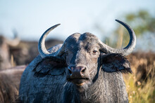 Cape Buffalo Cow