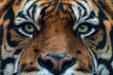 Wall Mural - front view of sumatran tiger. portrait of sumatran tiger (panthera tigris sumatrae)