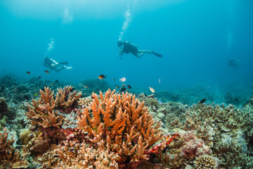 Wall Mural - Scuba diving, underwater photography. Colorful underwater coral reef scene, divers swimming among colorful hard corals surrounded by tropical fish 