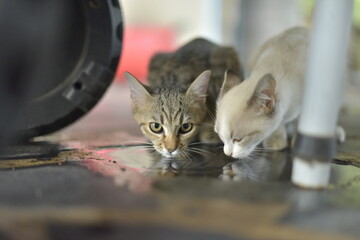 two kittens drinking water on the floor