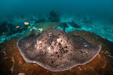 Wall Mural - Underwater shot of a huge stingray resting peacefully among coral reef