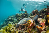 Fototapeta Do akwarium - Turtle swimming among colorful coral reef in the wild with diver swimming nearby