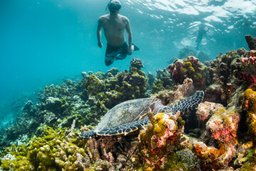 Turtle relaxing among coral reef in the wild with divers and snorkelers observing and swimming nearby