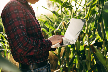 Farmer checking his corn data by laptop in farm  before crop