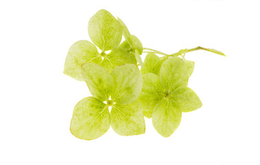 Poster - green hydrangea flower isolated