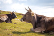 Brown cow in the mountain. Cow in high mountain pasture near Botev peak, Bulgaria.