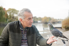 Senior Man Feeding Pigeons At Pond In Park