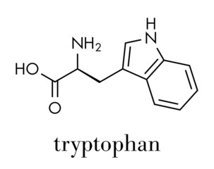 Wall Mural - Tryptophan (l-tryptophan, Trp, W) amino acid molecule. Skeletal formula.