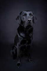 Wall Mural - Studio shot of a Black labrador dog with brown eyes isolated on black background