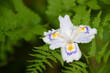Fringed Iris - Iris japonica. It is called “Syaga” in Japan.
