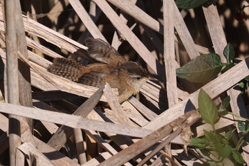 Poster - Juvenile Marsh Wren flitting about in deep dead cattails eating insects at a furious rate on an early fall day in shade and sun in the marsh