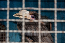A Large Bird Is Sitting In A Cage In The Zoo