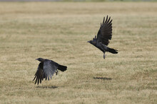 Crows Taking Off Into Flight Over Grass