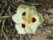 Pale Yellow Fortnight Lily Or African Iris Flower, Close Up. Creamy-yellow Dietes Bicolor Or Butterfly Flag Flowers Have Overlapping Petals With Dark Brown Spots In The Centre. Lemon-yellow Wild Iris.