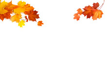 Orange And Red Maple Leaves On A White Background. Delicate Pattern Of Small Leaves. Framing With Leaves On Both Sides.