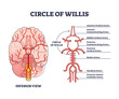 Circle of willis circulatory anastomosis with blood stream in brain outline diagram. Artery and aorta system explanation from inferior view vector illustration. Labeled educational bloodstream example