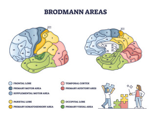 Wall Mural - Brodmann areas map as anatomical brain region zones of cerebral cortex outline diagram. Labeled educational cytoarchitecture and histological structure and organization of cells vector illustration.