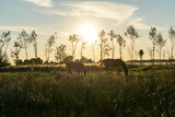 Fototapeta  - horses-pasture-sunset
