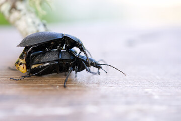 Darkling beetle Superworm or Zophobas morio. two big black bugs reproduction close up