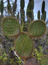 Cactus Mickey Mouse