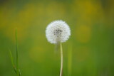 Fototapeta Dmuchawce - White dandelion in spring closeup