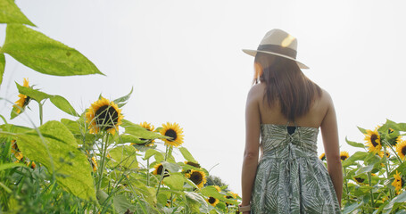 Canvas Print - Woman walk at the sunflower filed