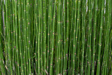 Fototapeta Dziecięca - background Bamboo Cane Green Plantation. Texture horizontal. Argentina