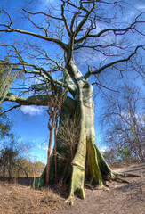 Wall Mural - Ceibo
Erythrina crista-galli
cockspur coral tree