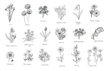 Spring Flowers Vector Color Illustrations Set