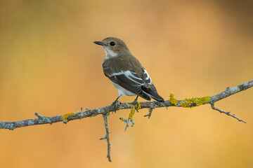 Wall Mural - pied flycatcher perched on a branch warm background