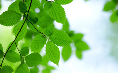 Poster - green background with selective focus