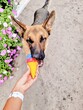 The German Shepherd licks and looks at the ice cream toy in the hands of an ice cream in the hands of a girl with hungry eyes. Proper nutrition. Refusal of sweets. High quality photo