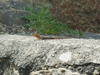 Sticker - Closeup shot of a lizard on a rock