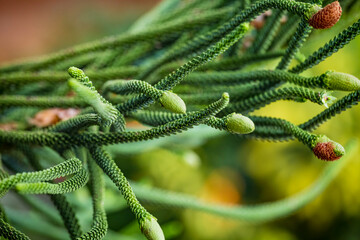 Wall Mural - Close up of young male cones on branch of evergreen coniferous tree Araucaria columnaris, the coral reef araucaria, Cook pine, New Caledonia pine, Cook araucaria, or columnar araucaria.