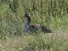 Closeup Shot Of A Mallard Duck In The Green Field