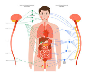 Sticker - Autonomic nervous system