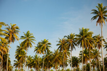 Coconut Palm Trees Beautiful Tropical Background Nature Environment Palm Trees In Summer Sunny Day