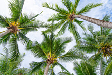 Bottom View To Tropical Palm Trees Leaf And Sky Natural Exotic Photo Frame Leaves On The Branches Of Coconut Palm Trees Against The Blue Sky In Sunny Summer Day