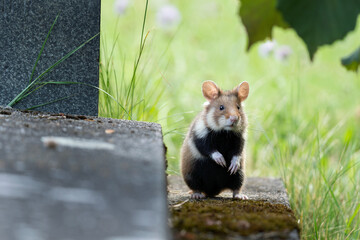 Wall Mural - European hamster on the grave. Hamster in Vienna cemetery. European wildlife. Cute animals during summer season. 