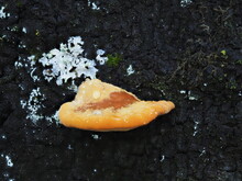 Tokyo,Japan - September 4, 2021: Closeup Of Orange Polypore Or Bracket Fungus On Cherry Or Sakura Tree In The Rain
