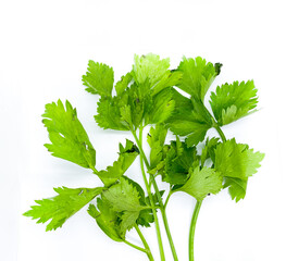 celery isolated on white background. green celery that looks similar to parsley and coriander leaf. herb leaves for garnish and dish ingredient.