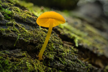 A Single Bright Orange Wild Mushroom That Is Glowing With Overhead Light. It Is Growing From A Rough Log Covered In Delicate Moss.  
